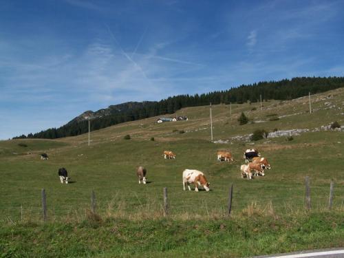 Tana Della Volpe Aparthotel Lavarone